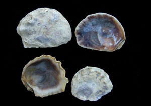oyster
